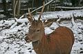 Bayerwald Tierpark_24